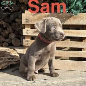 Sam, Silver Labrador Retriever Puppy